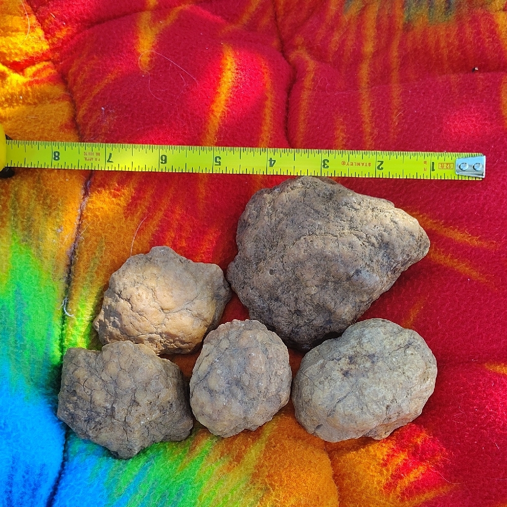 Geodes Natural Brown Rocks Collection